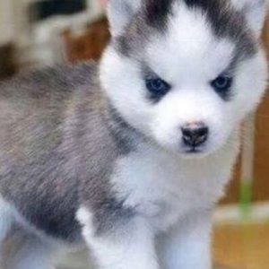 Meet your Posher, Trista