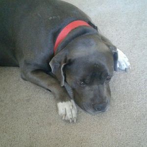 Meet your Posher, Pablo