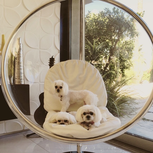 Meet your Posher, Melody - Picture 2 of 6