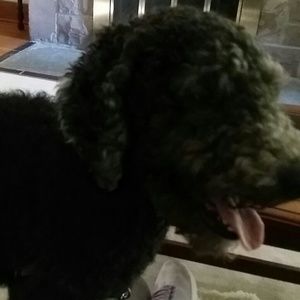 Meet your Posher, Alesha