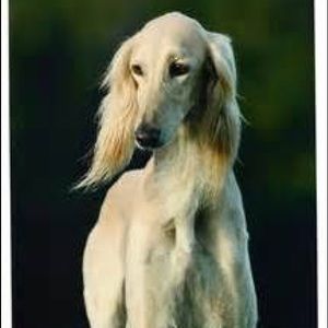 Meet your Posher, Claire