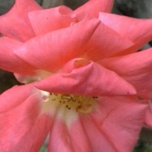 Meet your Posher, Omar