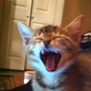 Meet your Posher, Christy