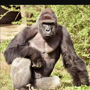 Meet your Posher, Carson