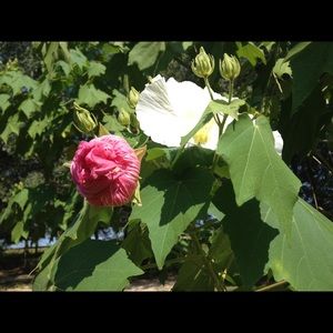 Meet your Posher, Janna