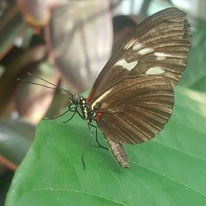 Meet your Posher, Leah