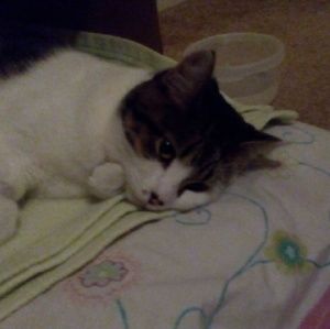 Meet your Posher, Emma