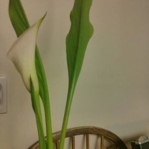 Meet your Posher, Paula