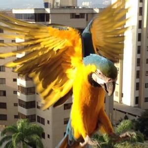 Meet your Posher, Obara