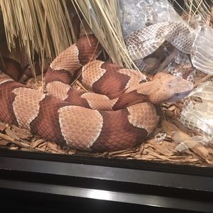 Meet your Posher, Brianna