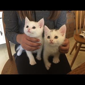 Meet your Posher, Natalie