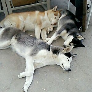 Meet your Posher, Elsy