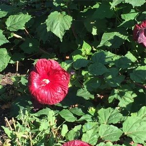 Meet your Posher, Leilani