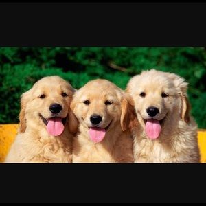 Meet your Posher, Brooklynn