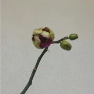 Meet your Posher, Wendy