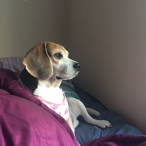 Meet your Posher, Mae - Picture 2 of 3