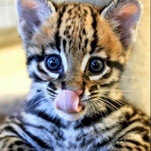 Meet your Posher, Trish