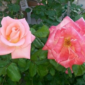 Meet your Posher, Francisc j