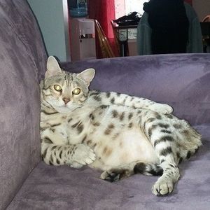 Meet your Posher, Heidi