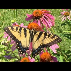 Meet your Posher, Carolyn