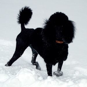 Meet your Posher, Wendy