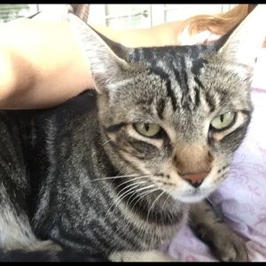 Meet your Posher, Gigi