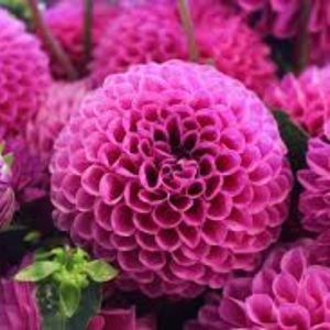 Meet your Posher, Lacey