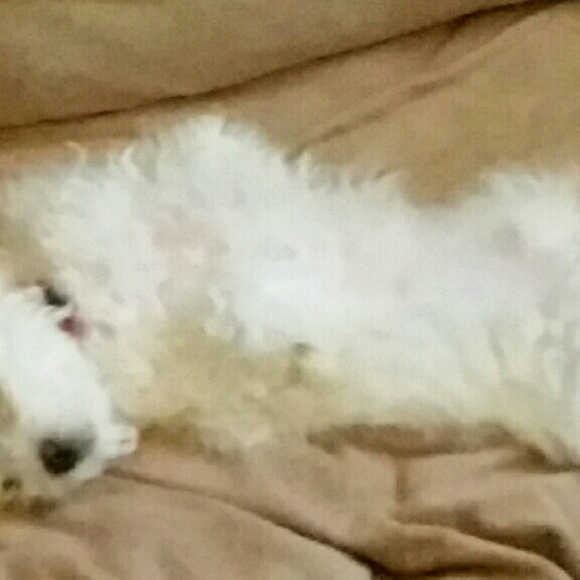 Meet your Posher, Tracie - Picture 1 of 1