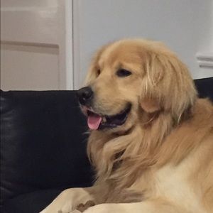 Meet your Posher, Justin