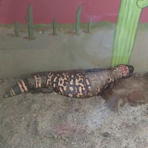 Meet your Posher, Gilberto