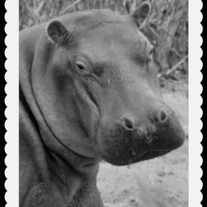 Meet your Posher, Geri