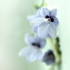 Meet your Posher, Aseel