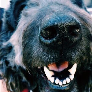 Meet your Posher, Ally