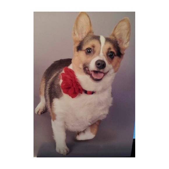 Meet your Posher, Chelsea - Picture 3 of 3