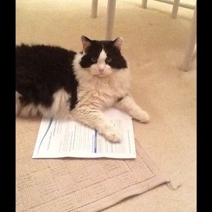 Meet your Posher, Callie