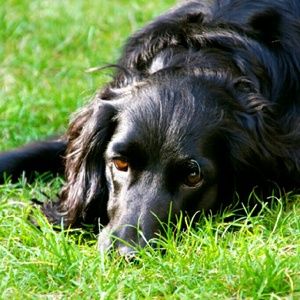 Meet your Posher, Carah