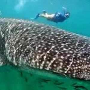 Meet your Posher, Betsy