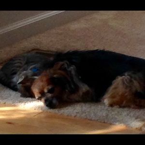 Meet your Posher, Dawn