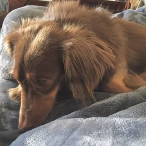 Meet your Posher, Roma