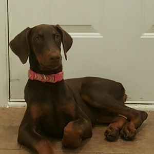 Meet your Posher, Laccie