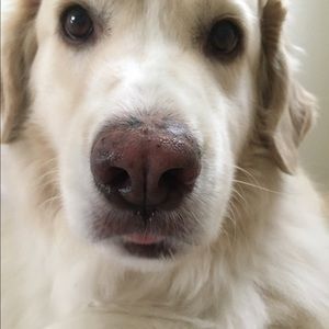 Meet your Posher, Maya