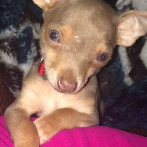 Meet your Posher, Suzanne beschen