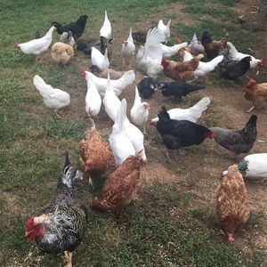 Meet your Posher, Patty