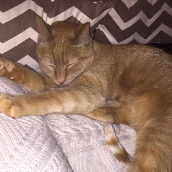 Meet your Posher, Stephanie - Picture 3 of 3