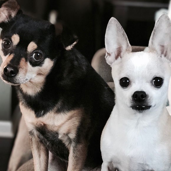 Meet your Posher, Stacey - Picture 2 of 6