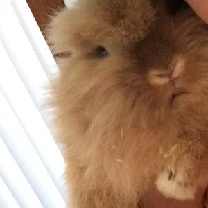 Meet your Posher, Wendy