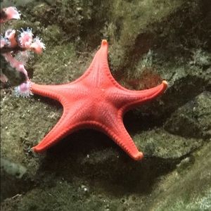 Meet your Posher, Clara