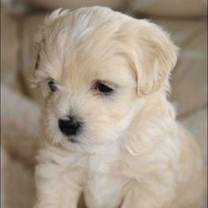 Meet your Posher, Margarette