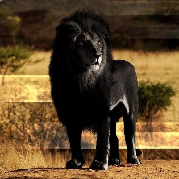 Meet your Posher, Andre - Picture 1 of 1