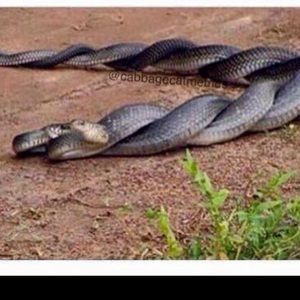 Meet your Posher, Arturo